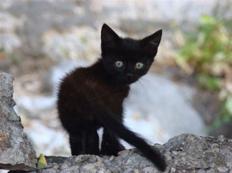 Cute Black Kitten Cute Black Cats Cute Black Kitten Cats