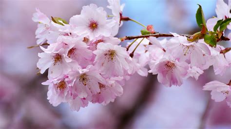 Download 1366x768 Wallpaper Cherry Blossoms Flowers Blur