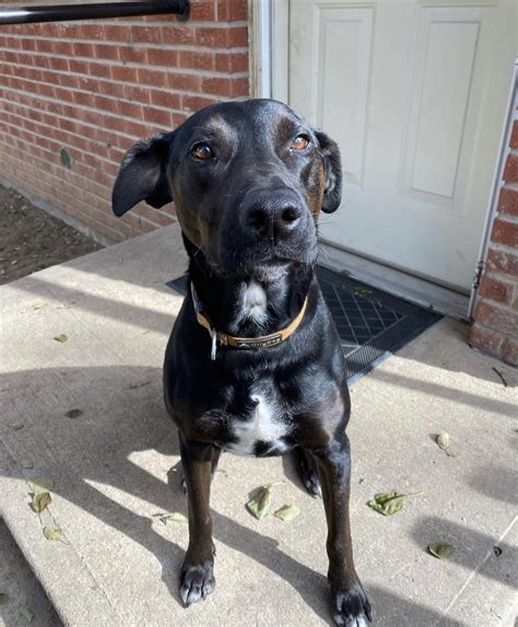 Reviews 1 — Denver Tails