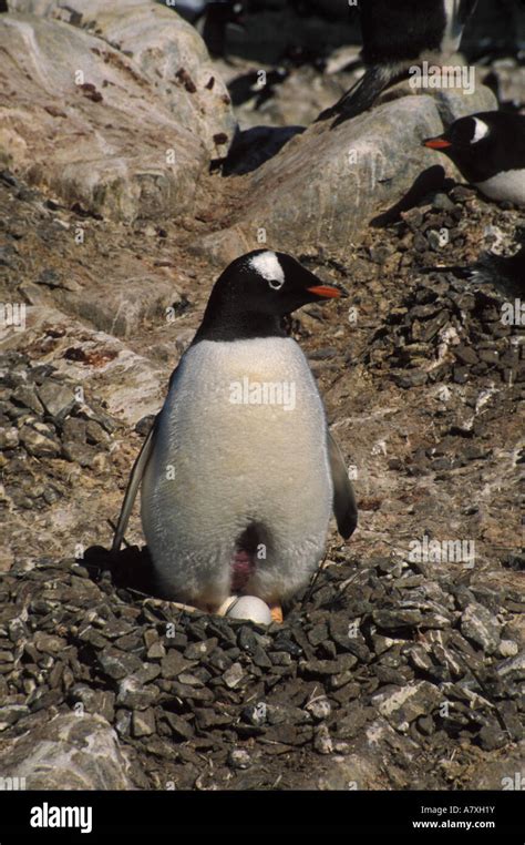 Antarctica Gentoo Penguin With Egg On Nest Stock Photo Alamy