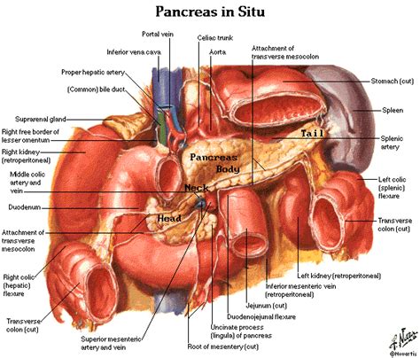 (b) schematic diagram showing the process of building the construct from spheroids, with the top and side views of the construct on the top. Dentistry and Medicine: Free Download Abdomen,Spleen,Liver ...