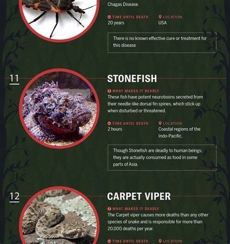 Deadly Creatures Around The World Infographic Best Infographics