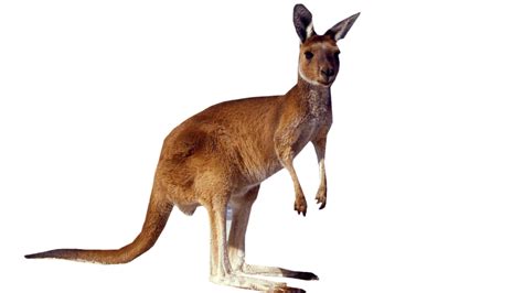 Kangaroo Png Images Free Download Free Transparent Png Logos