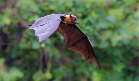 How Do The Flight Abilities Of Birds And Bats Differ Quora
