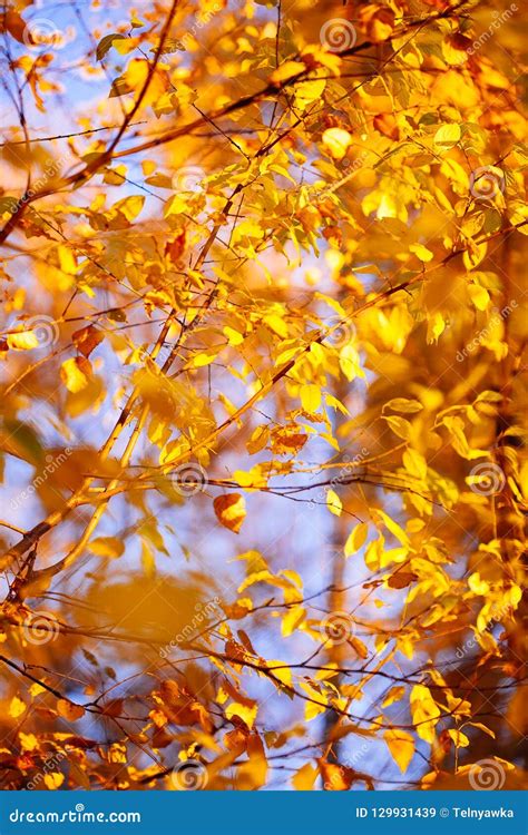 Autumn Leaves Background In Sunny Day Stock Image Image Of Countrye