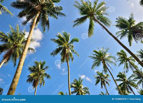 Uprisen Angle Perspective View Of Coconut Palm Tree Stock Photo Image