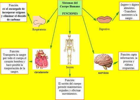 Funciones Del Cuerpo Humano D1b