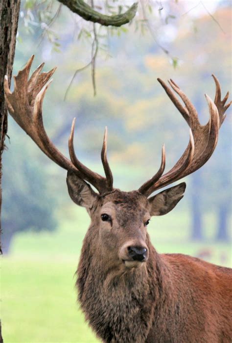 Stagi Want To Go To New Zealand And Hunt These Stag Deer Red Deer