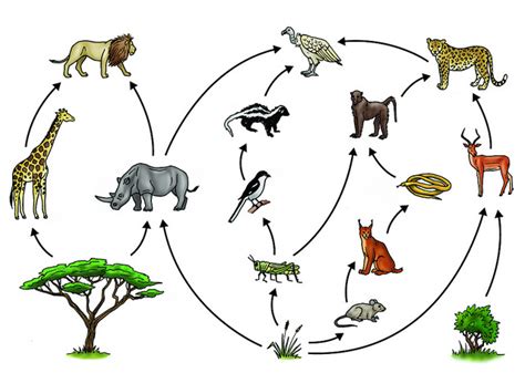Difference Between Food Chain And Food Web Compare The Difference