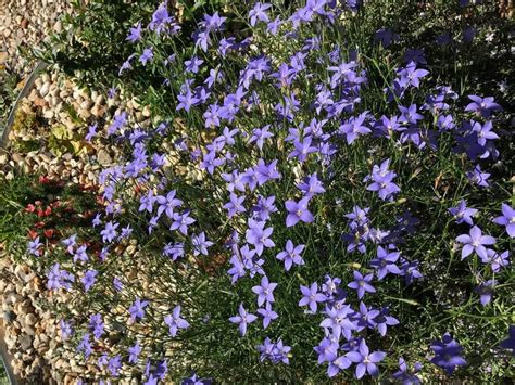 Wahlenbergia stricta (r.br.) sweet is an accepted name. PlantFiles Pictures: Wahlenbergia Species, Australian ...
