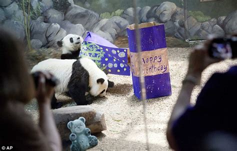 Only Surviving Giant Panda Twins In Us Celebrate Birthday At Atlanta