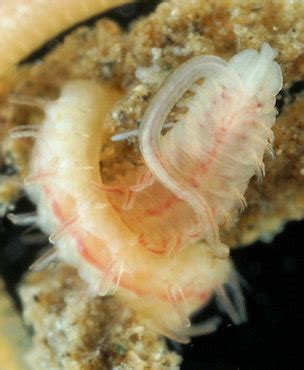 Annélides polychètes sédentaires