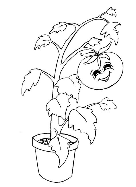 Tomato Plant Coloring Coloring Pages