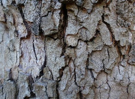 Bark Of A Tree Photographed Up Close Stock Image Image Of Outdoor