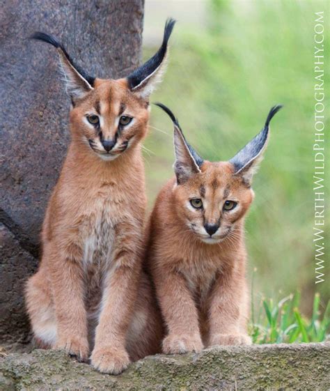 Caracal Kittens Explore These Are 2 Of The 3 Caracal Kit Flickr