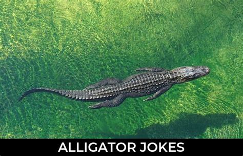 145 Alligator Jokes And Funny Puns Jokojokes