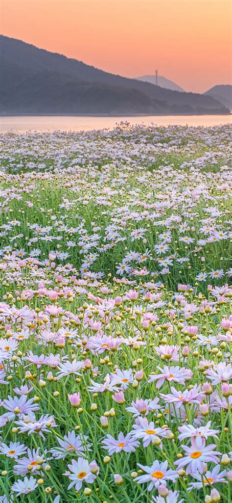 Wallpaper Mountains River Wild Flowers Spring Morning 7680x4320 Uhd
