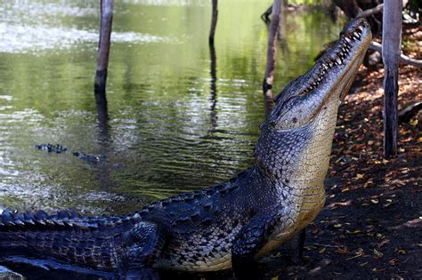 American Crocodile Encyclopedia Of Life