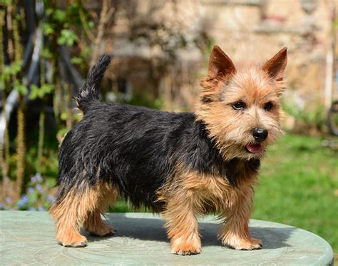 We have a litter of standard xoloitzcuintle, they are just 10 weeks old, we have two left, show potential or pet, a hairless male and a hairless female, both pups from temperamentally. Franky - Norwich Terrier Puppy for sale | Euro Puppy