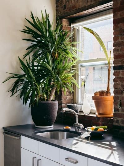 7 Yucca Plant Care Tips Thatll Make Your Greenery Thrive Best