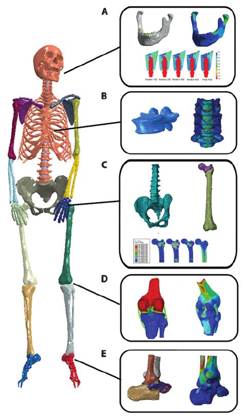 Human Musculoskeletal Model Based On Medical Images And Its Application