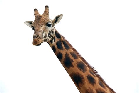 Giraffe Tier Afrika Kostenloses Foto Auf Pixabay Pixabay