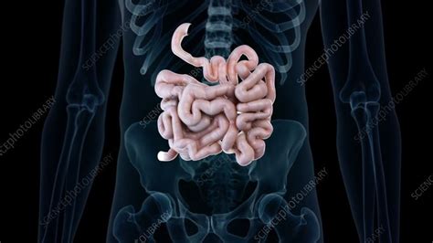 Human Small Intestine Stock Video Clip K0081858 Science Photo