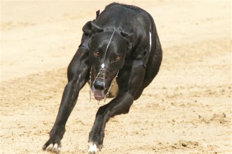 Sedan english greyhound derby hade premiär år 1928 är det bara fyra hundar som har. Westmead Hawk - British Greyhound Breeders Forum