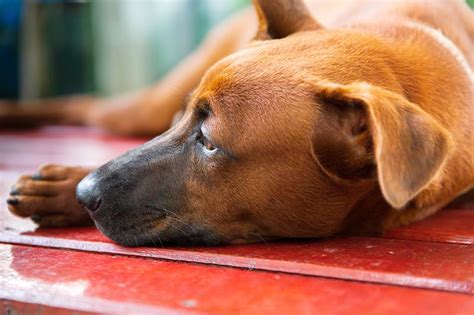 How To Treat Anemia In Dogs North Asheville Vet