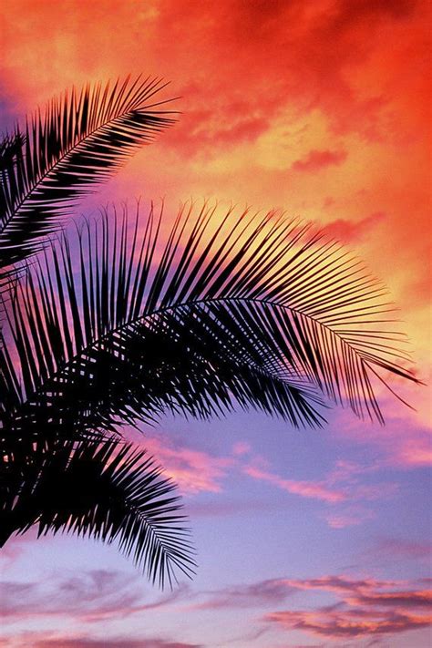 A Palm Tree Is Silhouetted Against An Orange And Purple Sky
