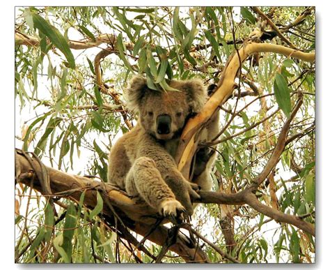 Australian Marsupials | HubPages