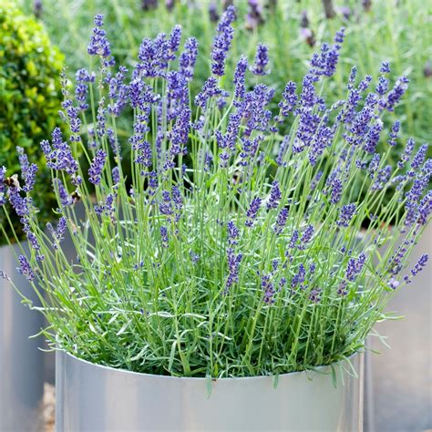 Hardy English Lavender Lavender Plant