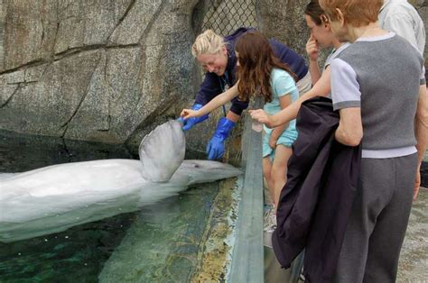 Mystic Aquarium Seaport Offer Array Of Fun Activies