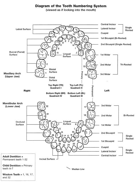 Primary Tooth Chart Letters
