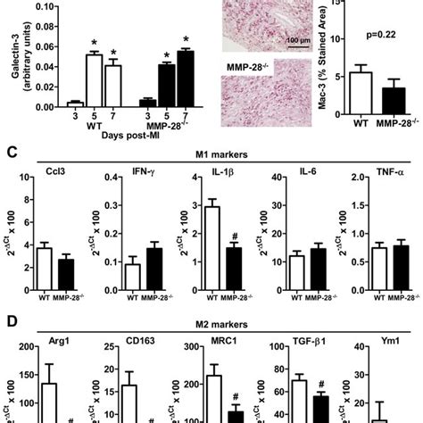 MMP 28 Deletion Attenuated Macrophages Polarization Towards M2 Subtype Download Scientific