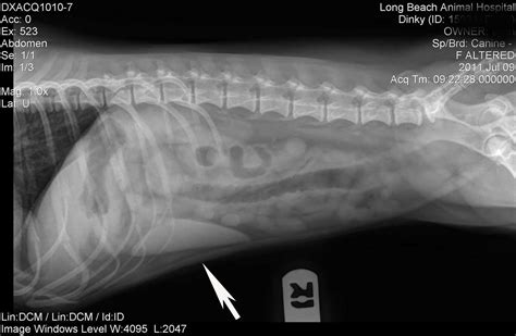 Spleen In Dogs And Cats Long Beach Animal Hospital