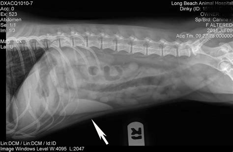 The spleen is a small organ, typically located on the left side of the body, behind the ribcage and stomach. Enlarged Liver In Dogs | MedicineBTG.com