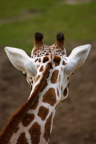 22 Reasons Giraffes Should Be Your New Favourite Animal Artofit