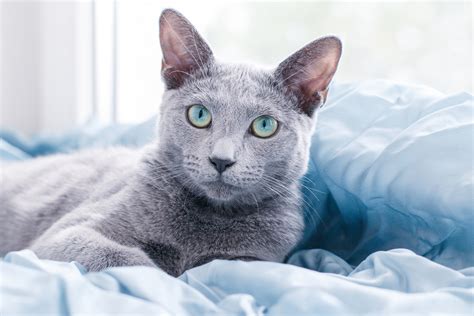 Hypoallergenic cats are not like a magical unicorn or leprechaun with a pot of gold: These Are the Best Hypoallergenic Cat Breeds for People ...