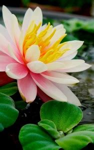 Dec 2013 724 views 19 players. Lotus Flower Jigsaw Puzzle