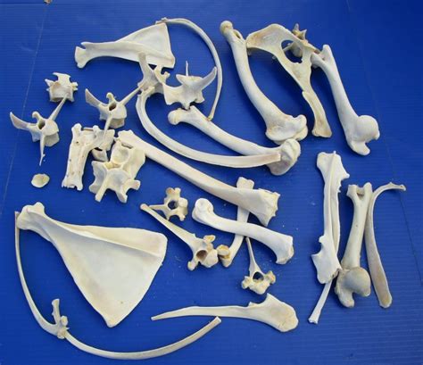 4 Pounds Assorted Boar Bones And Whitetail Deer Bones For Sale
