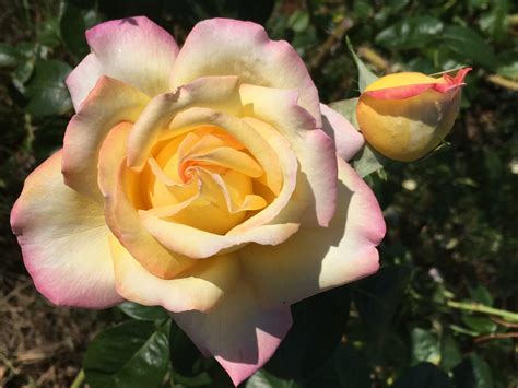 Peace Ludwigs Roses