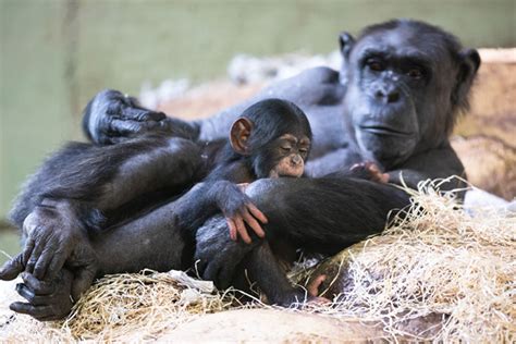 Vdz Verband Der Zoologischen Gärten Ev Schimpansen Im Walter Zoo