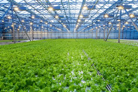 Automated Greenhouse Environment Control System Venlo Greenhouse