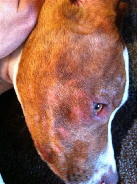What Are These Bald Spots On My Dogs Face Xpost From Rpitbulls Dogs