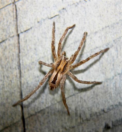 Prowling Spiders Spiders Arachnida Araneae In Spanish National