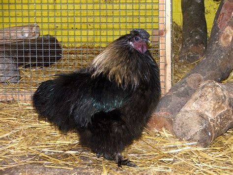 Big Black Cock Hackney City Farm Daniel Flickr
