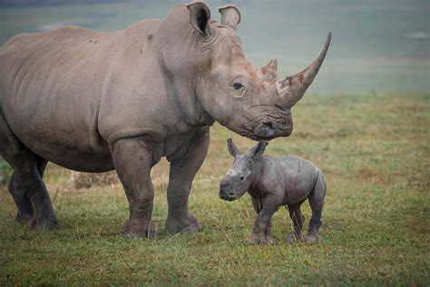 New Baby Rhino At The Wilds Is Very Excited To Go For A Walk With Her