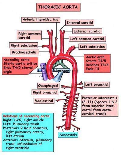 Below these, by the lienal vein, the pancreas, the left renal vein, the inferior part of the duodenum, the mesentery, and aortic plexus. Aortic arch: major branch order "Know your ABC'S": Aortic ...