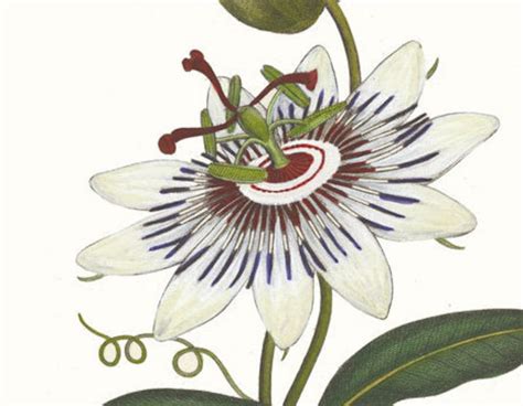 Passion Flower Art Print Passion Flower Botanical Drawing Etsy